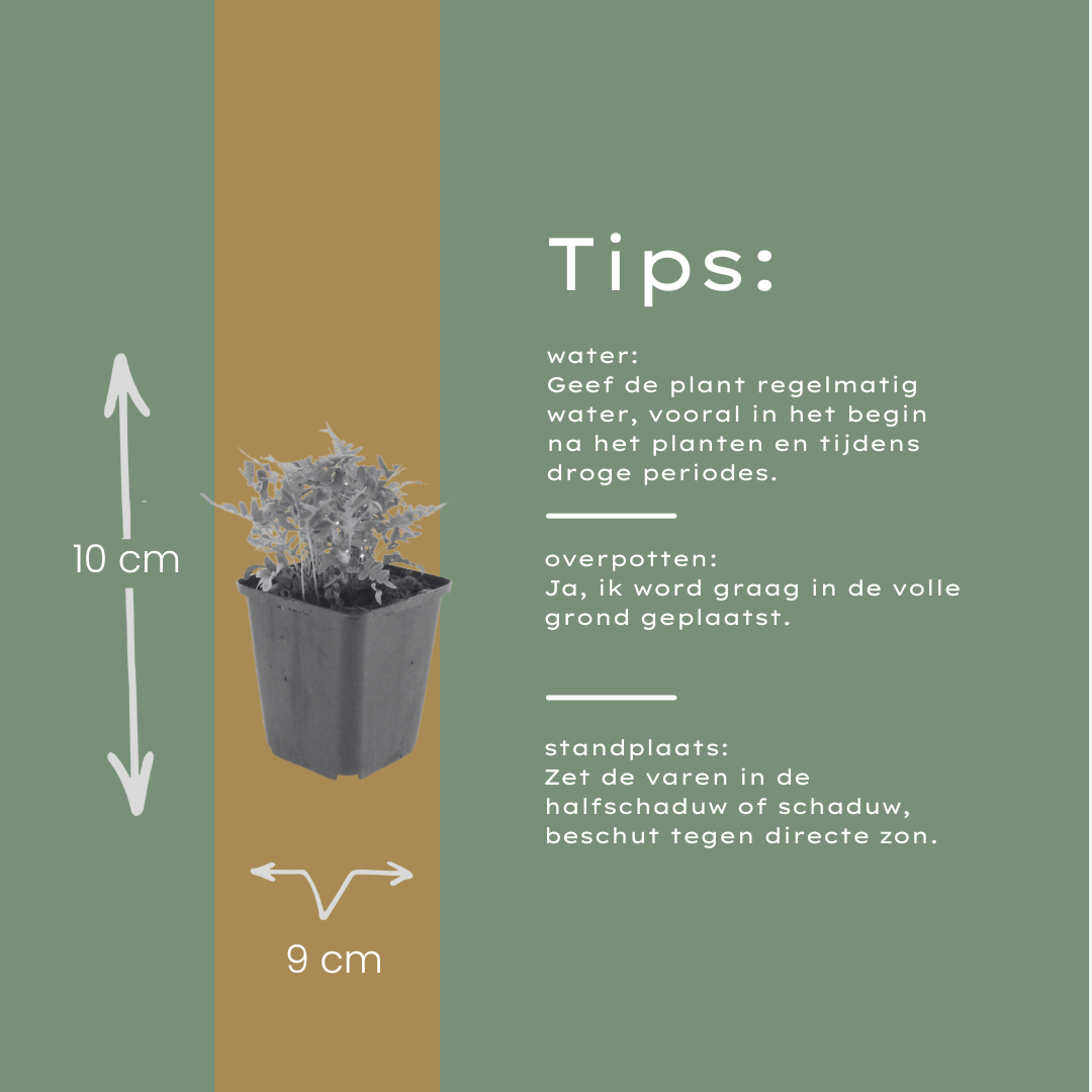 6x Polypodium vulgare - ↕10-25cm - Ø9cm