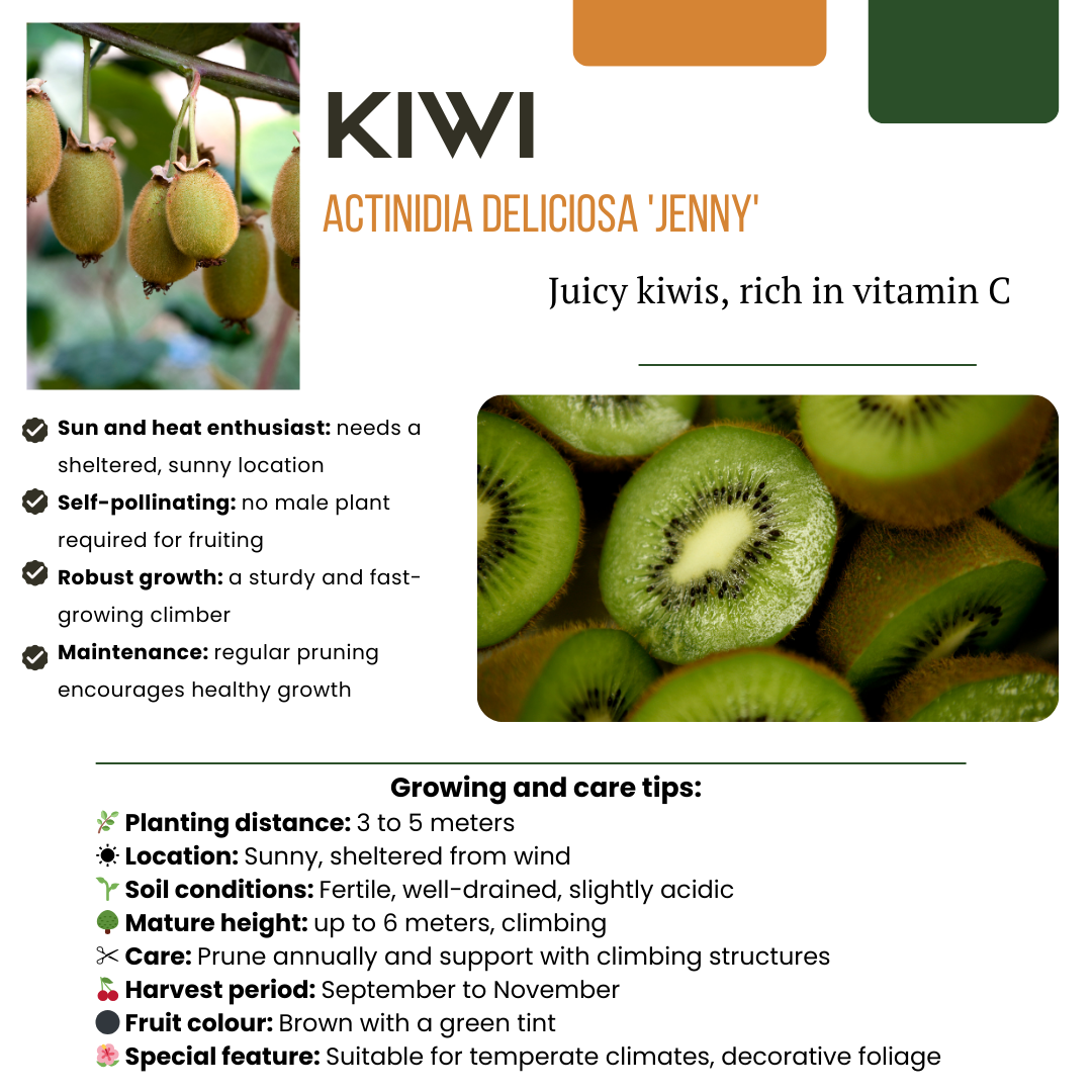 BIO fruit plants mix set with 4 varieties, including kiwi, by Everspring, featuring lush green foliage.