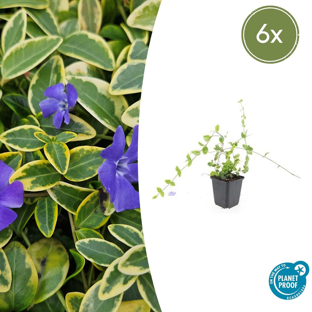 Trailing evergreen ground-cover with blue flowers close-up of 6x Vinca minor 'Blue and Gold' - ↕10-25cm - Ø9cm