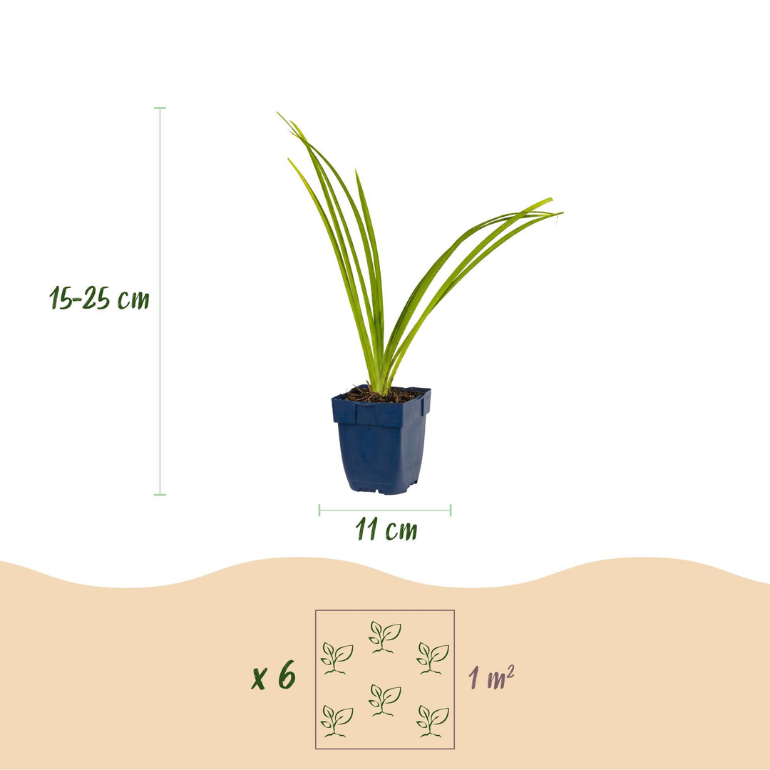 24 Hemerocallis 'Pink Damask' daylily plants in 11cm pots, 15-25cm tall - view 3