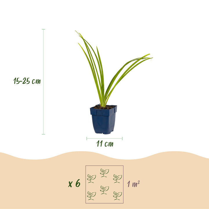 24 Hemerocallis 'Pink Damask' daylily plants in 11cm pots, 15-25cm tall - view 3
