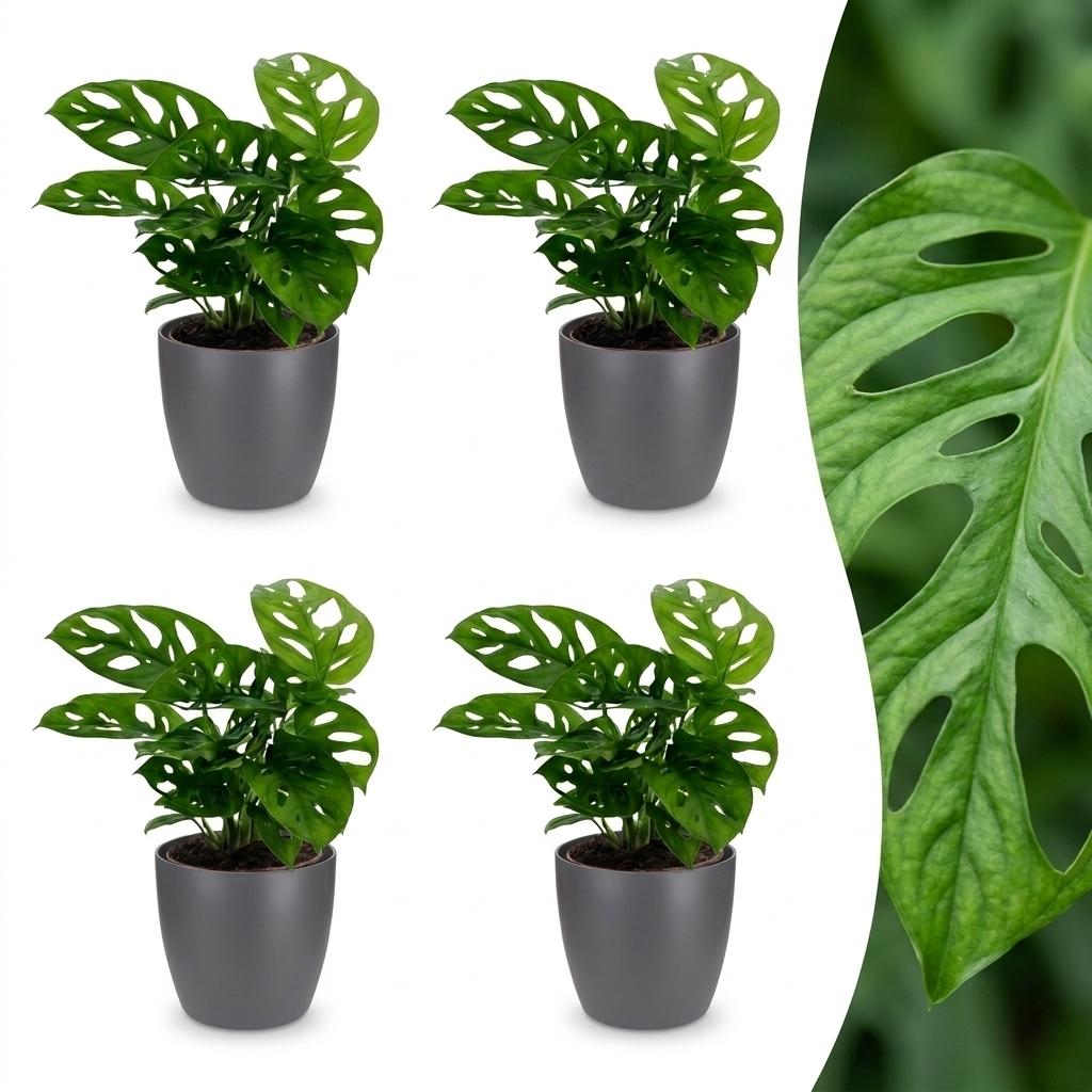 Four Monstera adansonii plants with holed leaves in grey decorative pots