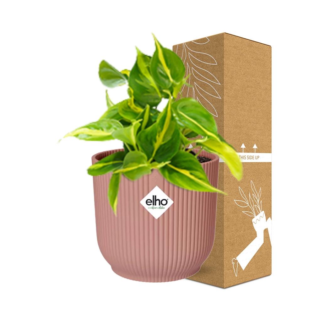 Philodendron Brasil Indoor Plant - Air Purifying Houseplant