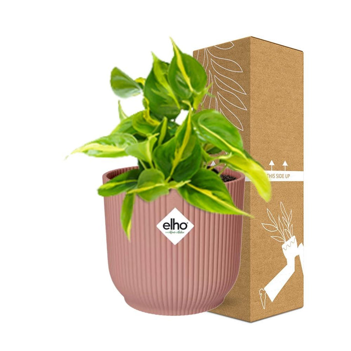 Philodendron Brasil Indoor Plant - Air Purifying Houseplant