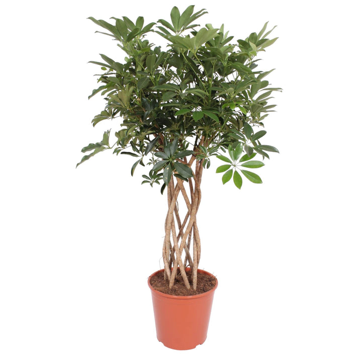 Schefflera Arboricola 'Compacta' with Braided Stem: Unique Elegance & Lush Greenery – Buy Now!
