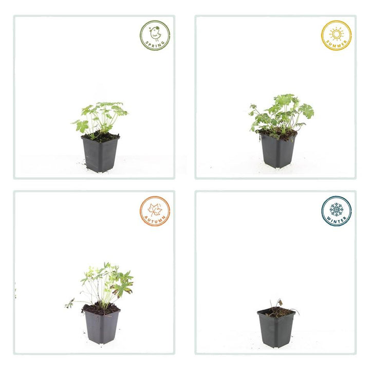 40x White Cranesbill Geranium 'Album' - Hardy Perennial - 9cm Pot