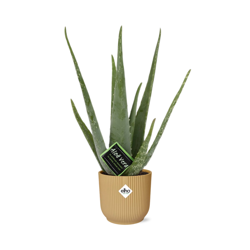 Aloe Vera Plant 12cm - Indoor Succulent with Healing Gel & Air Purifying