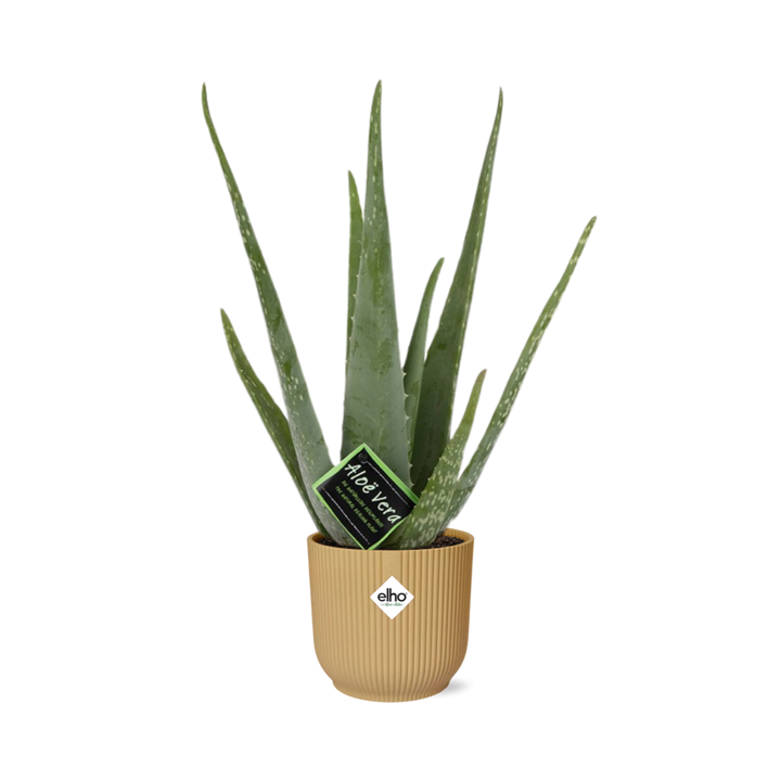 Aloe Vera Plant 12cm - Indoor Succulent with Healing Gel & Air Purifying