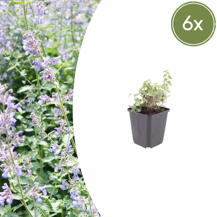 6x Nepeta faassenii - ↕10-25cm - Ø9cm