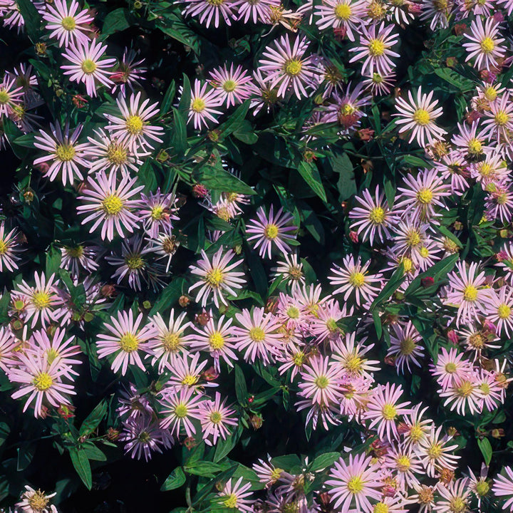 40x Aster ageratoides 'Asran' - Hardy Lavender-Blue Perennial - Ø9cm