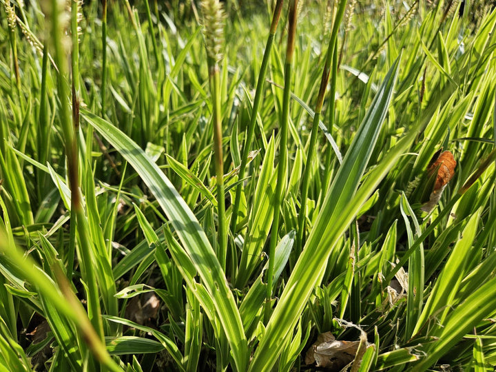 Carex Morrowii Aureovariegata - Variegated Japanese Sedge Plant