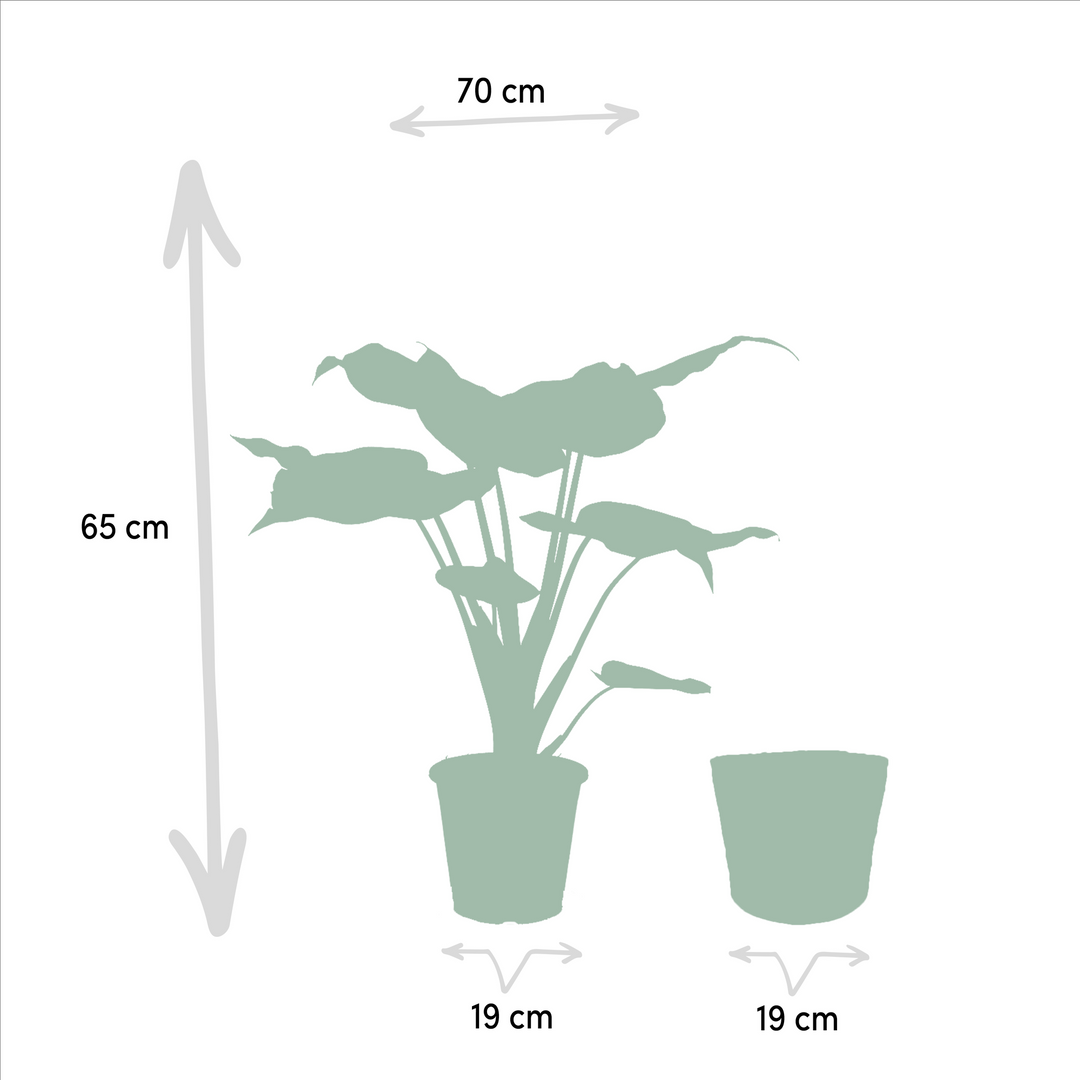 Alocasia Cucullata & Lauterbachiana Set - Air Purifying Plants