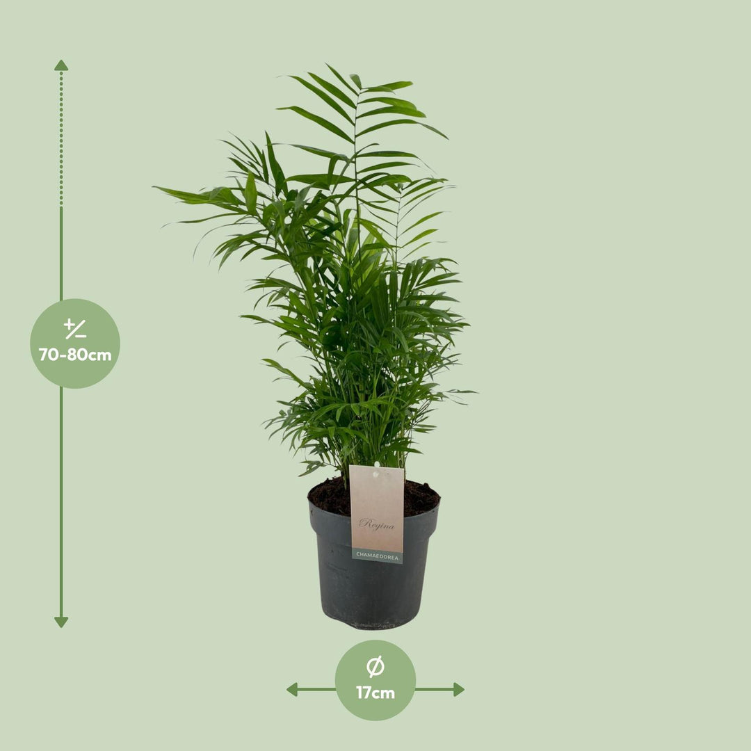 Alocasia Cucullata & Wentii Mix - Air Purifying Indoor Plants