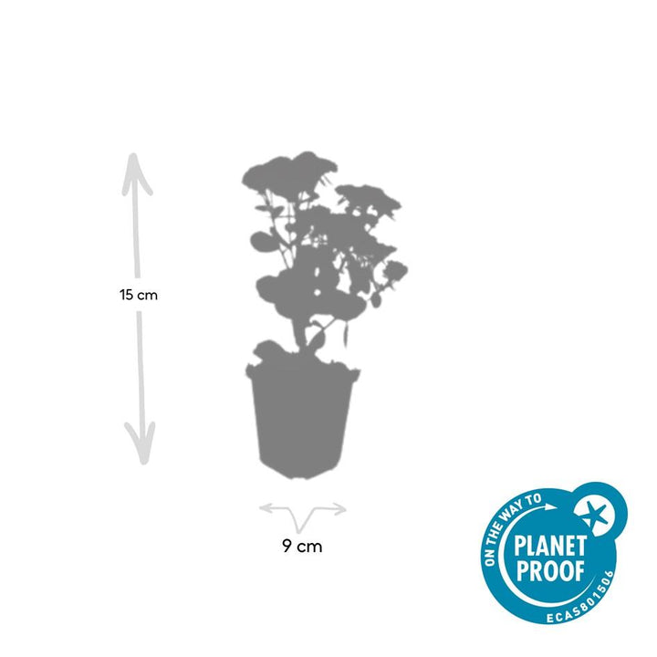 40x Sedum 'Herbstfreude' Stonecrop - Hardy Perennial - 10-25cm