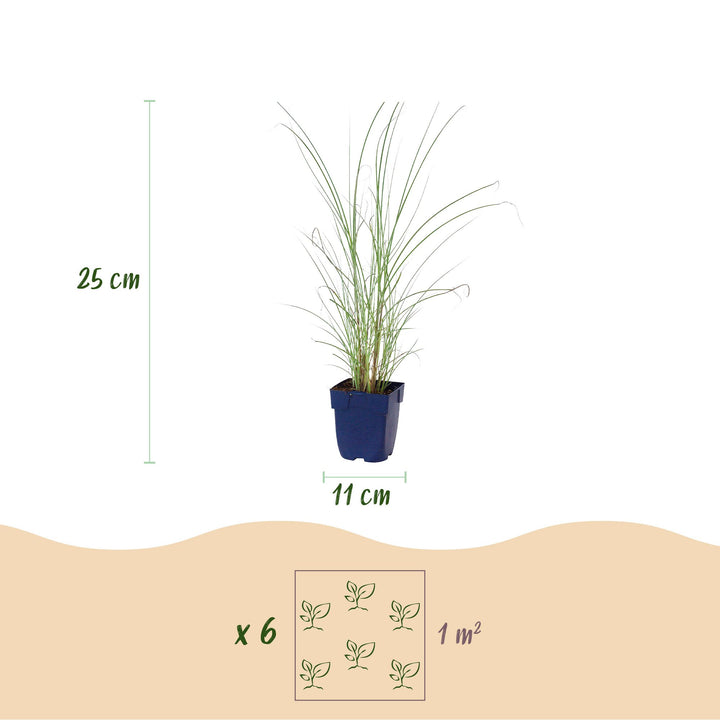 Pack of 24 Miscanthus sinensis 'Morning Light' maiden grass plants in 11cm pots - view 3