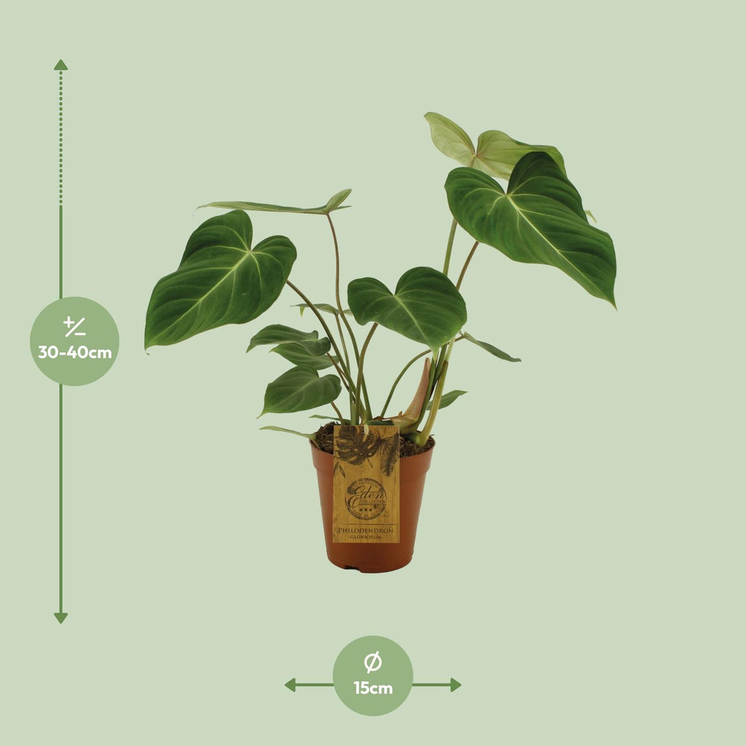 Philodendron Gloriosum - Velvet Heart-Shaped Leaves Indoor Plant