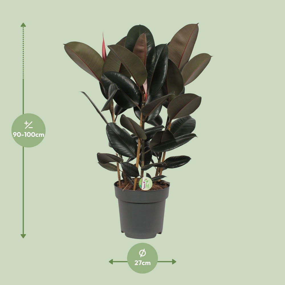 Ficus Abidjan indoor tree with glossy green leaves, 90cm tall, by Everspring, ideal for bright indirect light.