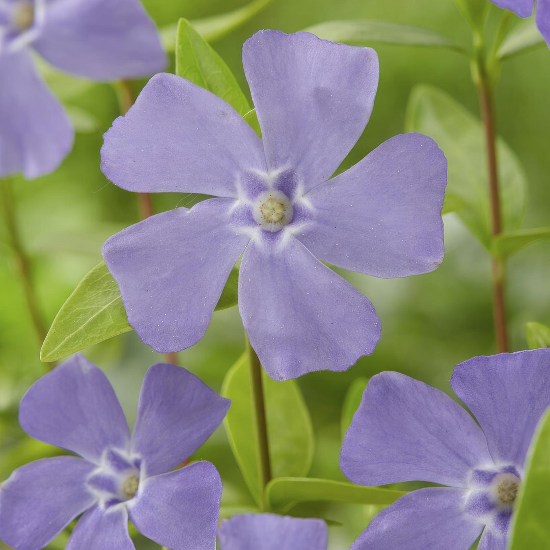 48x Vinca Minor Plants - Blue Flowering Evergreen Ground Cover - 9cm Pots