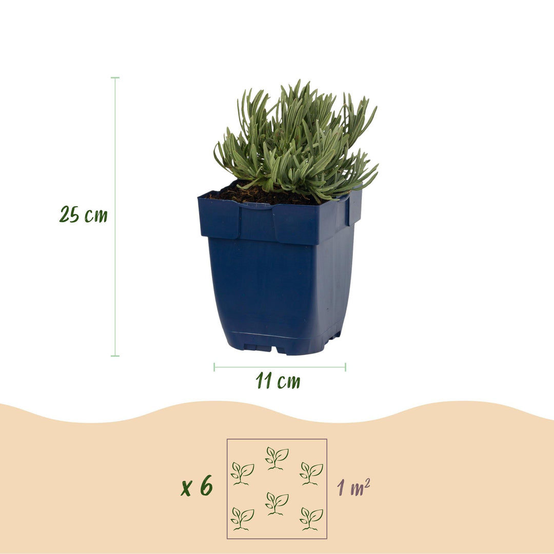Lavandula angustifolia 'Edelweiss' white lavender, pack of 24 plants in 11cm pots - view 3