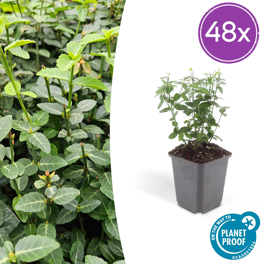 Wintercreeper euonymus with small oval green leaves and thin stems in grey plastic pot, shown at 10-25cm height with 48x…