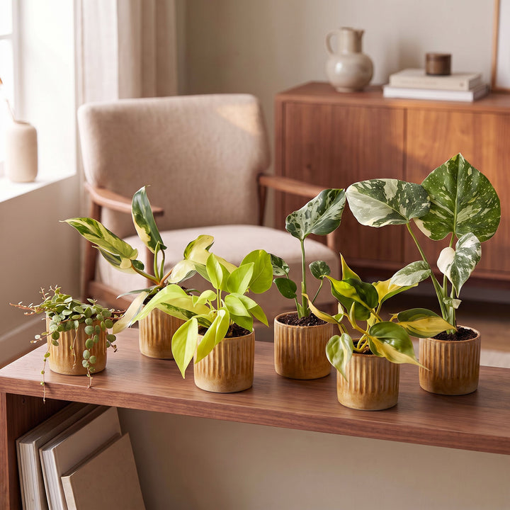 Baby Tropical Mix, six tropical houseplants in Ø6cm pots, pack of 6, image 3
