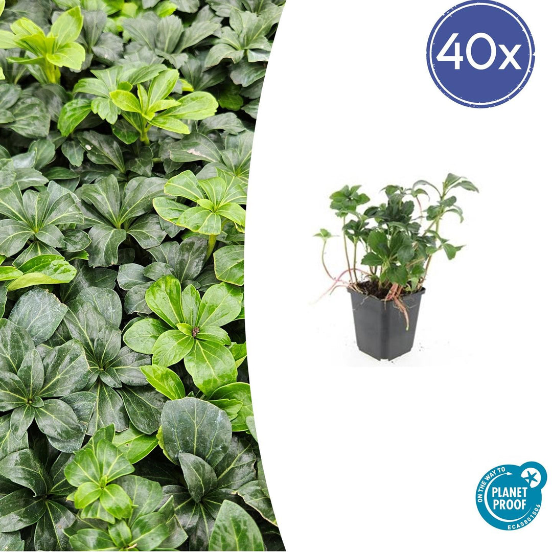 40x Pachysandra Green Sheen - Glossy Evergreen Ground Cover 10-25cm