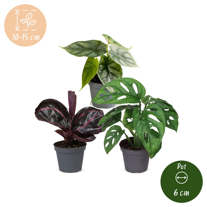 Baby Jungle Mix, pack of 3 tropical houseplants in growing pots, image 5