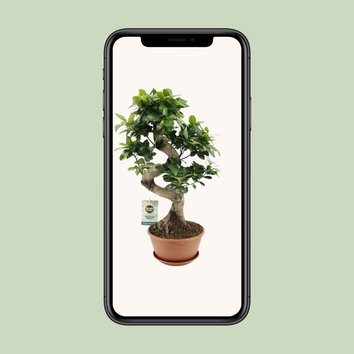 Ficus Ginseng Plant 60cm - Low Light Indoor Houseplant 22cm Pot