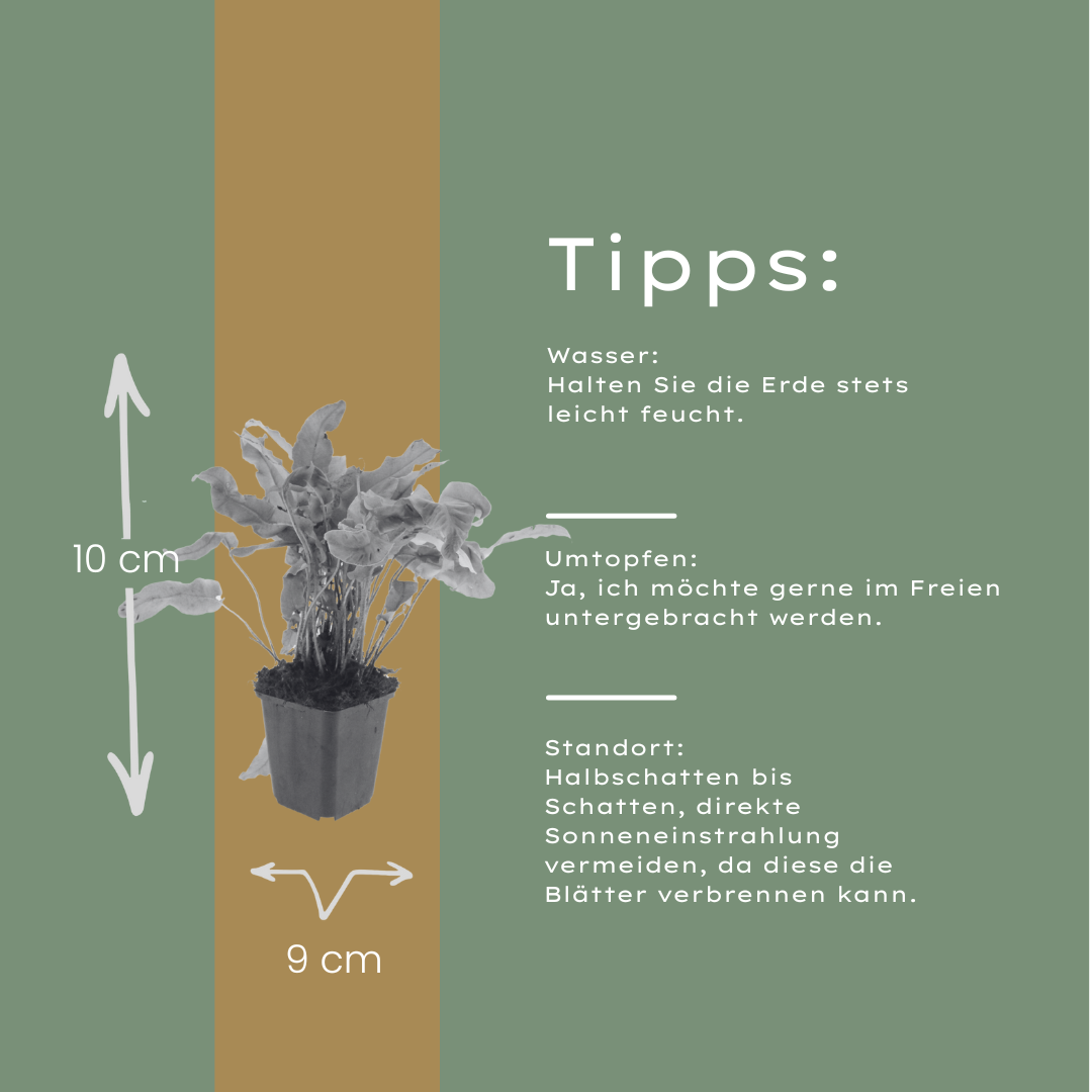 6x Asplenium scolopendrium - ↕10-25cm - Ø9cm