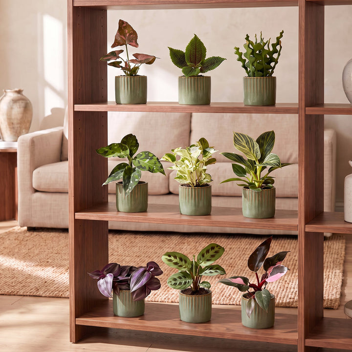 Baby Plants Surprise Box, pack of 9 tropical plants in 6 cm pots, image 4
