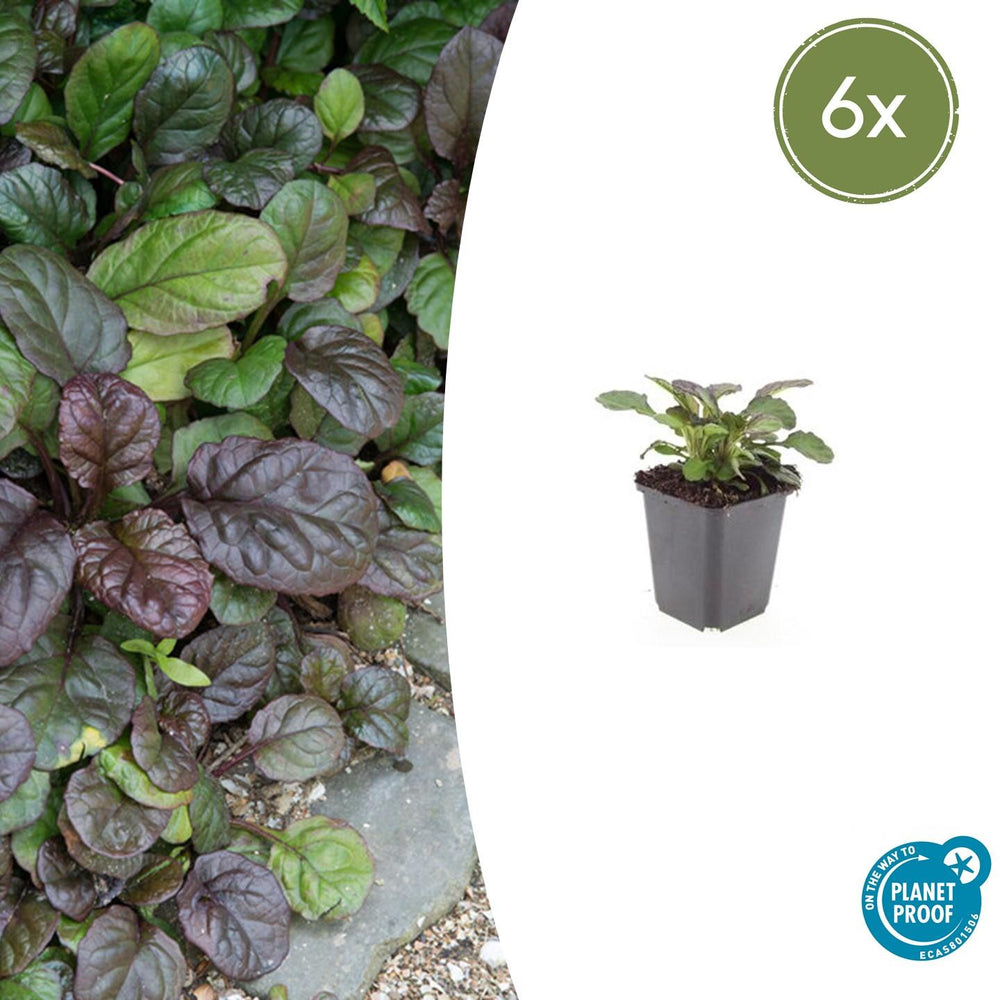 Healthy foliage and strong roots close-up of 6x Ajuga reptans 'Catlin's Giant' - ↕10-25cm - Ø9cm