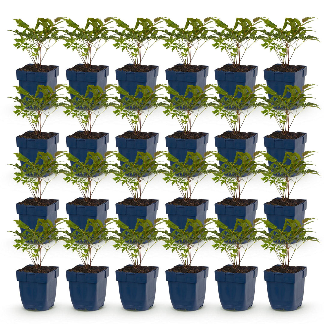 Plante vivace - Astilbe (A) Fanal - Spirée en panicule - Ombre - Rouge - 24 Plantes - Pot 11cm - Hauteur 15-25cm