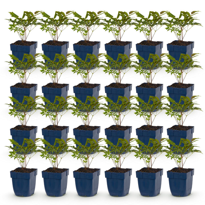 Plante vivace - Astilbe (A) Fanal - Spirée en panicule - Ombre - Rouge - 24 Plantes - Pot 11cm - Hauteur 15-25cm