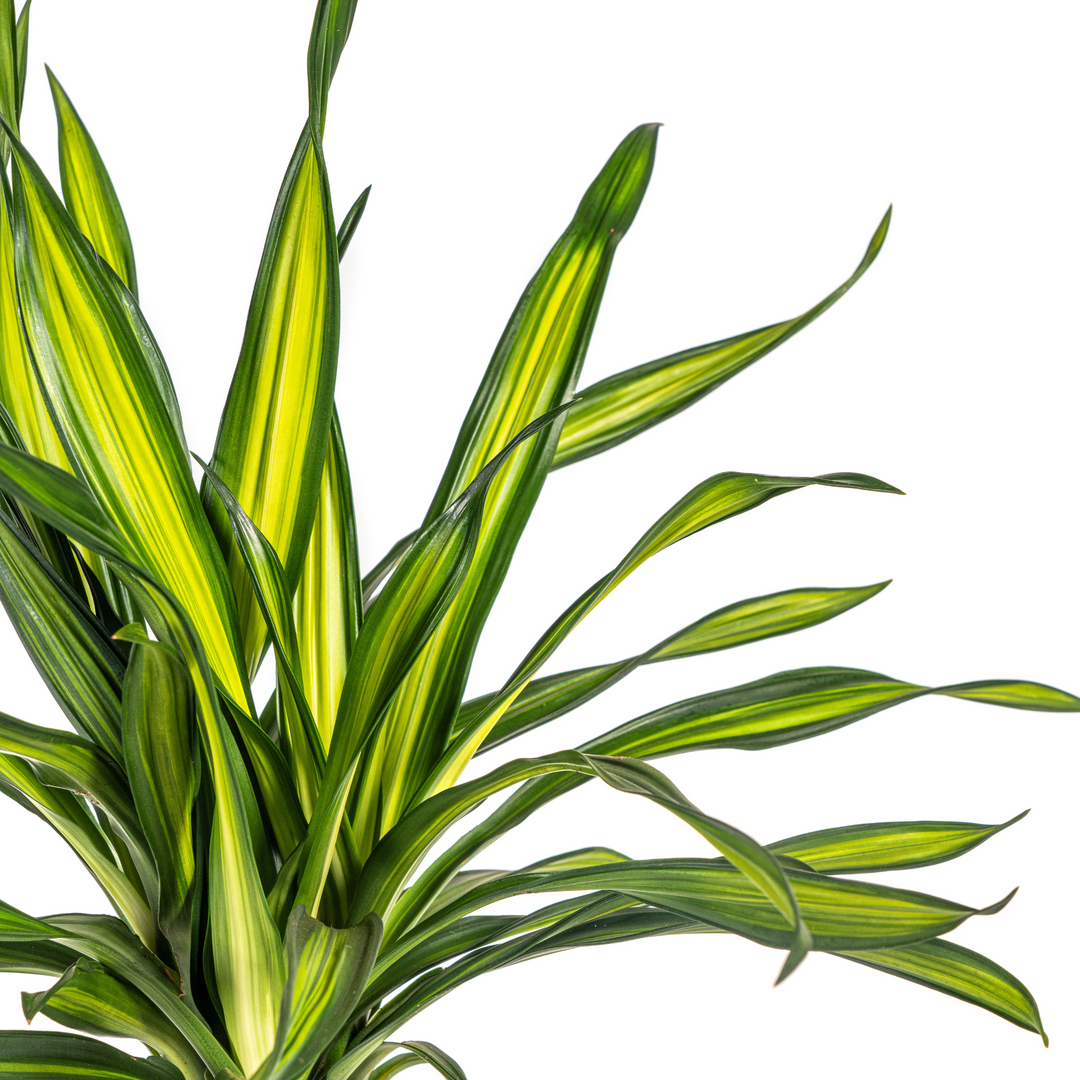 Dracaena Deremensis Rikki 70-90cm — Dragon Tree in 19cm pot