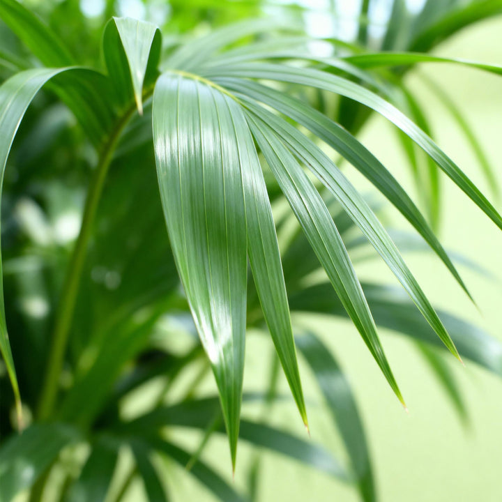 Kentia Palm (Howea forsteriana) - view 4