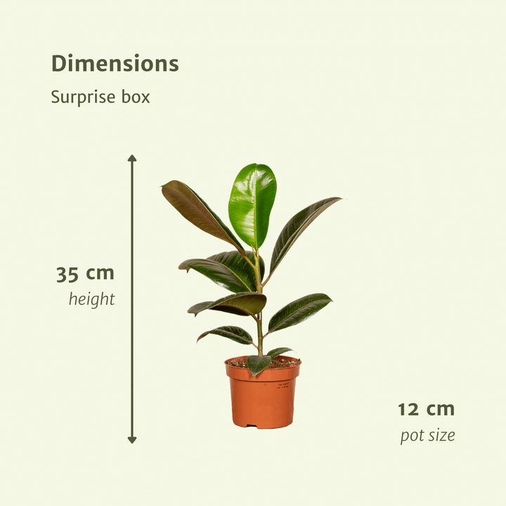 Surprise box - Ø12cm - ↕25cm - x10