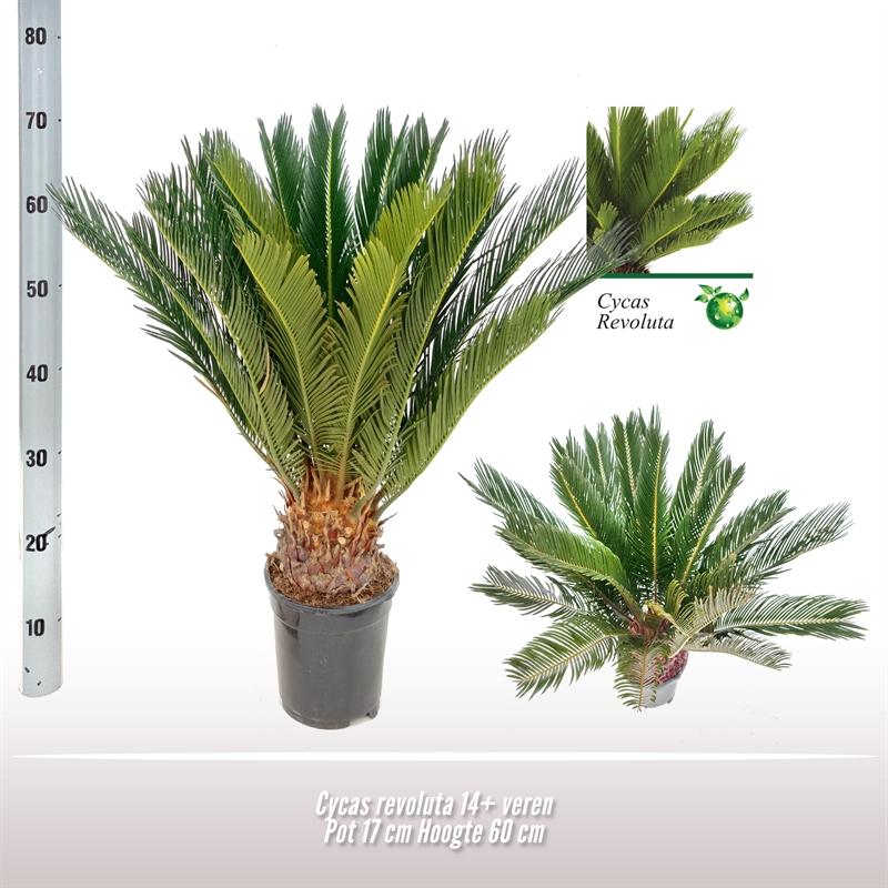 Cycas Revoluta Sago Palm - 60cm Living Fossil Houseplant