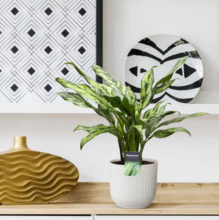Aglaonema Juliette Chinese Evergreen - Silver Striped Indoor Plant