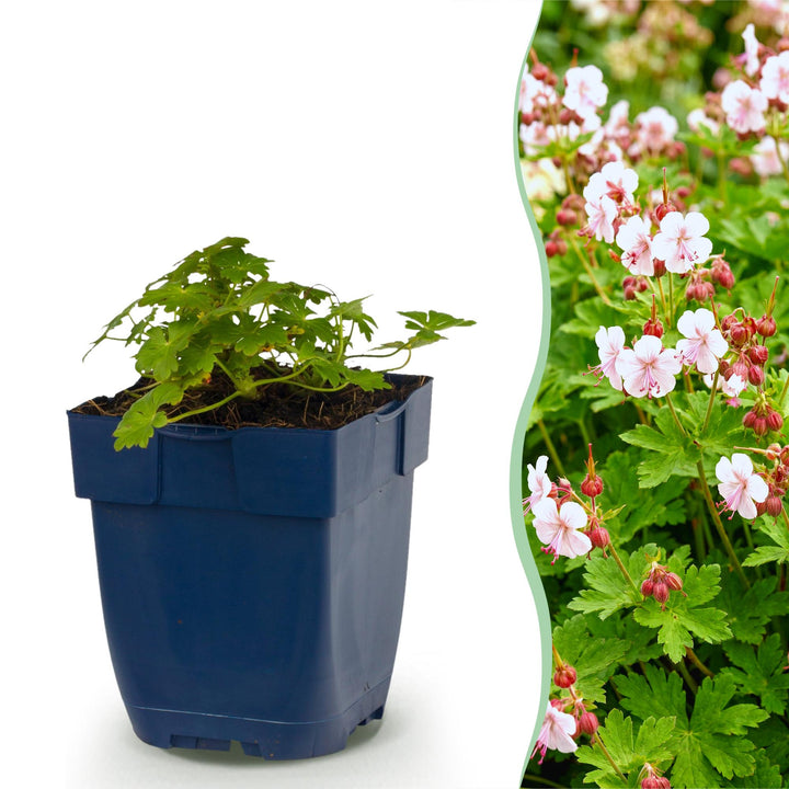 24x Geranium macrorrhizum Spessart bigroot cranesbill in 11cm pots