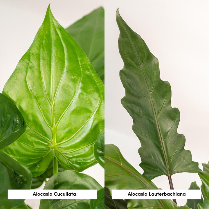 Alocasia Cucullata + Lauterbachiana Bundle - 19cm Pots Indoor Plants