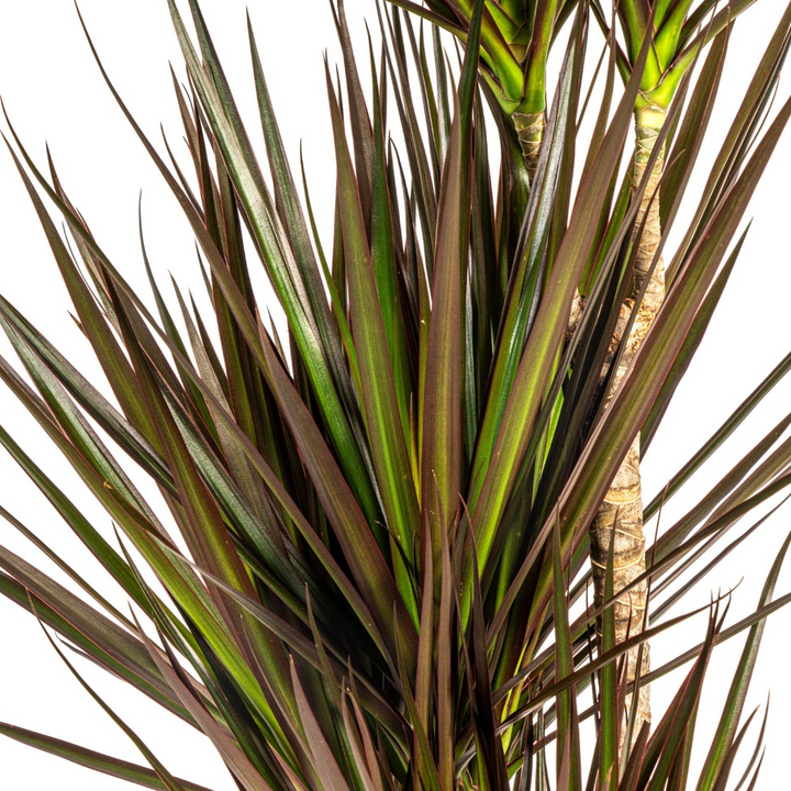Dracaena Marginata Magenta 110-130cm — Madagascar Dragon Tree in 21cm pot, with basket