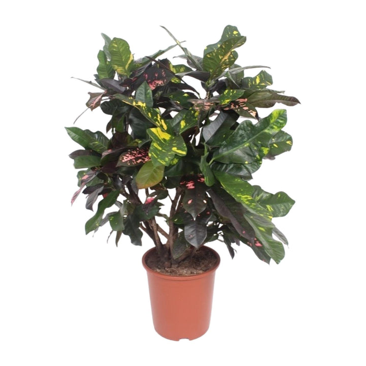 Croton Plant (Codiaeum Magnificent) - 110cm Indoor Air Purifier