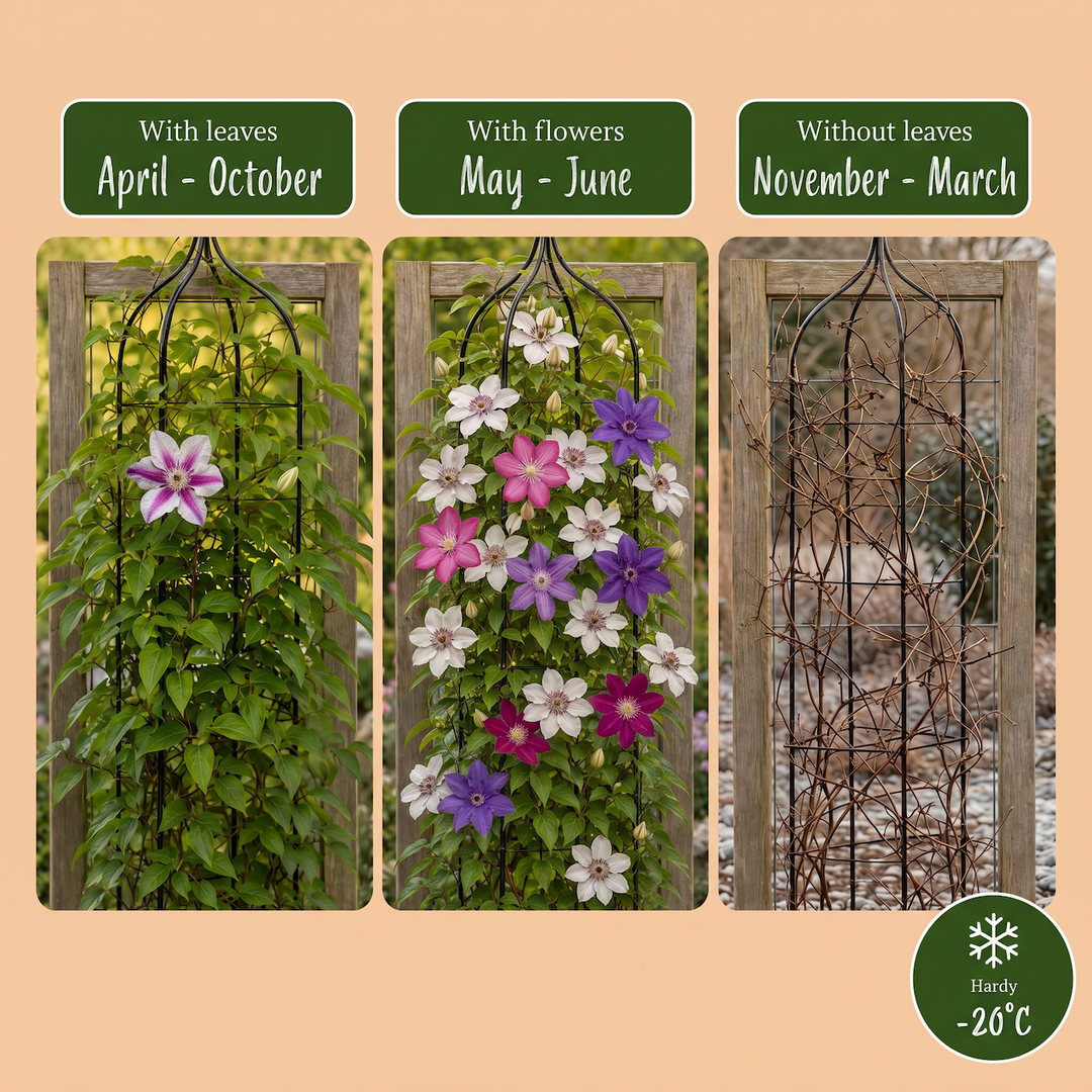 16x Clematis 'Rainbow' mixed colour climbers in 9cm pots - view 7