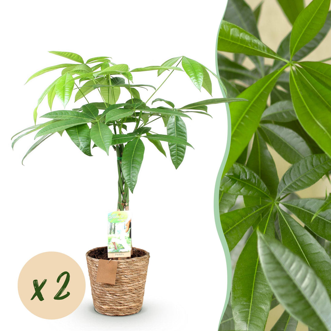 Braided money tree Pachira aquatica with glossy hand-shaped leaves in a woven seagrass basket
