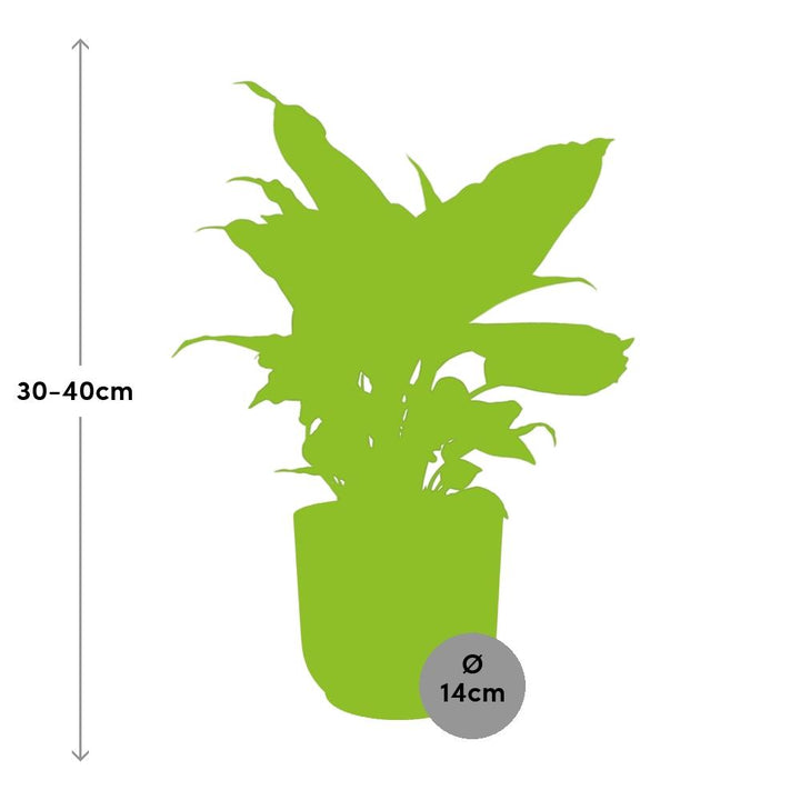 Dieffenbachia Camilla (Dieffenbachia 'Camilla') in a pink ELHO Vibes pot, view 3