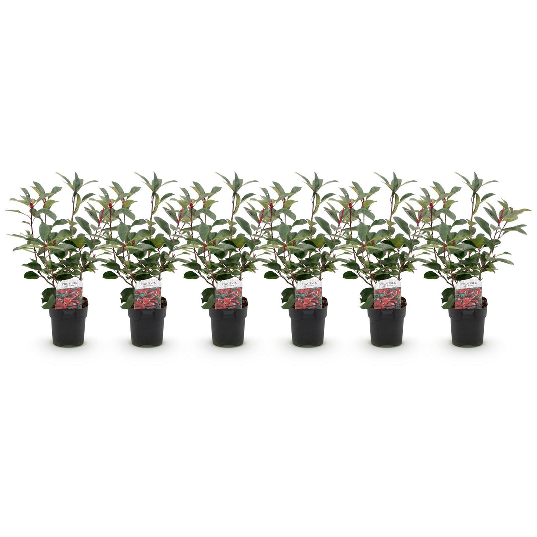 Photinia fraseri Red Robin hedge plants, pack of 6, image 2