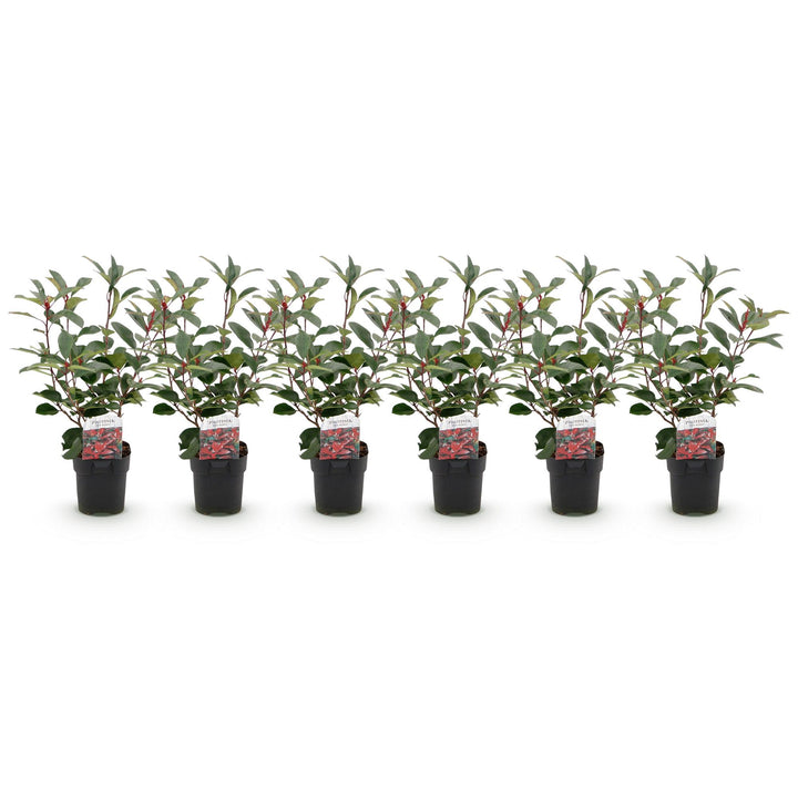 Photinia fraseri Red Robin hedge plants, pack of 6, image 2