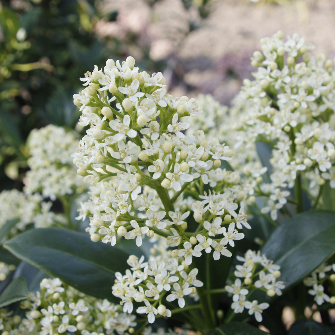 Pack of 2 Skimmia japonica 'Finchy' plants in 19cm pots, 60cm tall - view 4