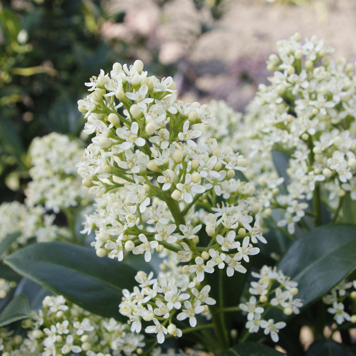 Pack of 2 Skimmia japonica 'Finchy' plants in 19cm pots, 60cm tall - view 4
