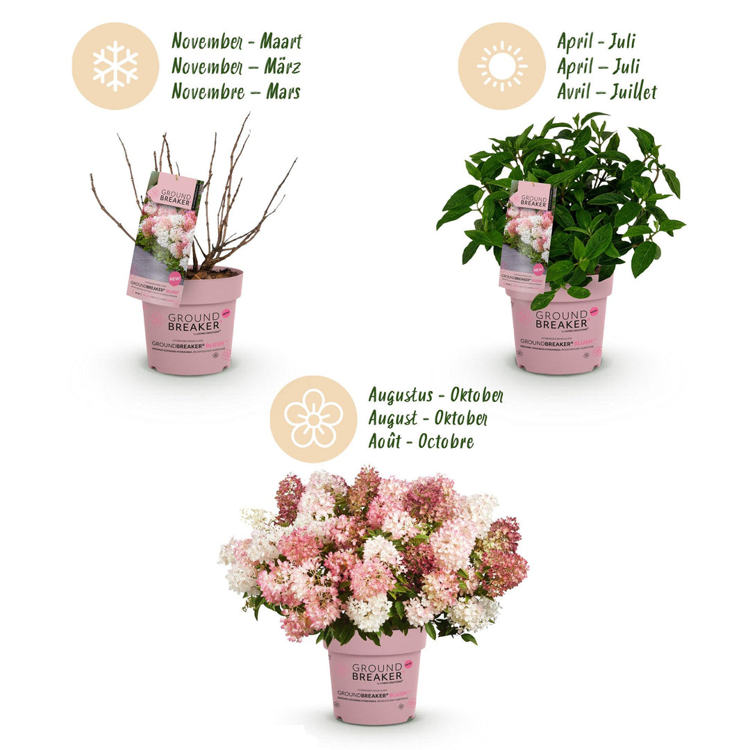 8 Hydrangea paniculata Groundbreaker Blush plants in 14cm pots - view 4